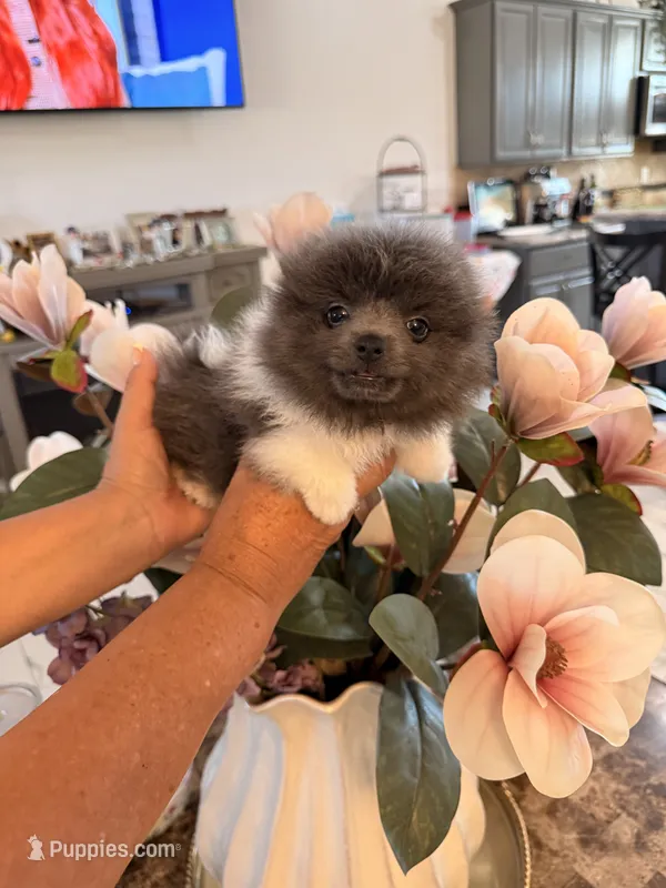 Bruce – Pomeranian puppy for sale in Hesperia, CA