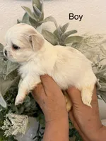 Donte, a male Shih Tzu for sale in Hesperia, CA – 2 of 2