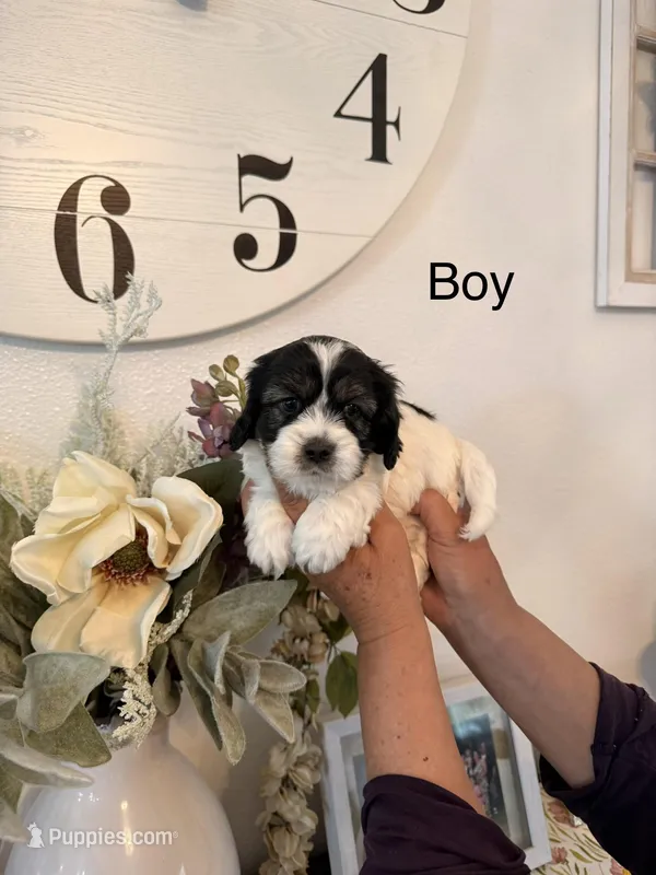 Stitch  – Havamalt puppy for sale in Hesperia, CA