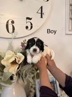 Stitch , a male Havamalt for sale in Hesperia, CA – 1 of 1