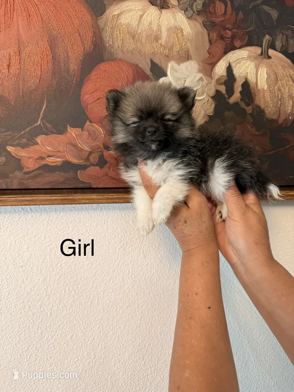 AKC Sophie – Pomeranian puppy for sale in Hesperia, CA