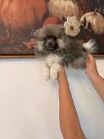 AKC Ken, a male Pomeranian for sale in Hesperia, CA – 2 of 8