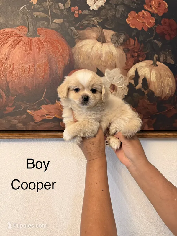 Cooper – Shih Tzu puppy for sale in Hesperia, CA