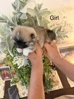 Bella, a female Pomeranian for sale in Hesperia, CA – 3 of 3