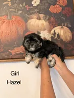 Hazel , a female Shih Tzu for sale in Hesperia, CA – 1 of 3