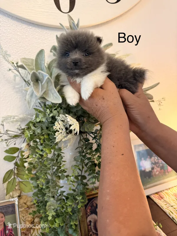 Bruce – Pomeranian puppy for sale in Hesperia, CA