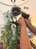 Bruce, a male Pomeranian for sale in Hesperia, CA – 1 of 2