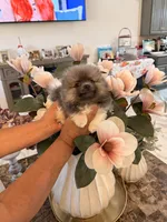 AKC Ken, a male Pomeranian for sale in Hesperia, CA – 2 of 6