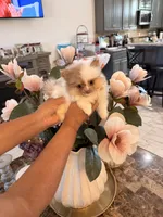 AKC Chanel, a female Pomeranian for sale in Hesperia, CA – 3 of 8