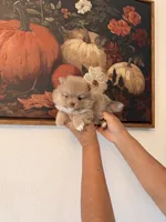 AKC Gizmo, a male Pomeranian for sale in Hesperia, CA – 3 of 4