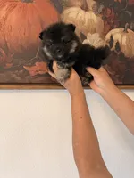 AKC Prince, a male Pomeranian for sale in Hesperia, CA – 3 of 3
