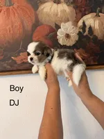 DJ, a male Shih Tzu for sale in Hesperia, CA – 2 of 2