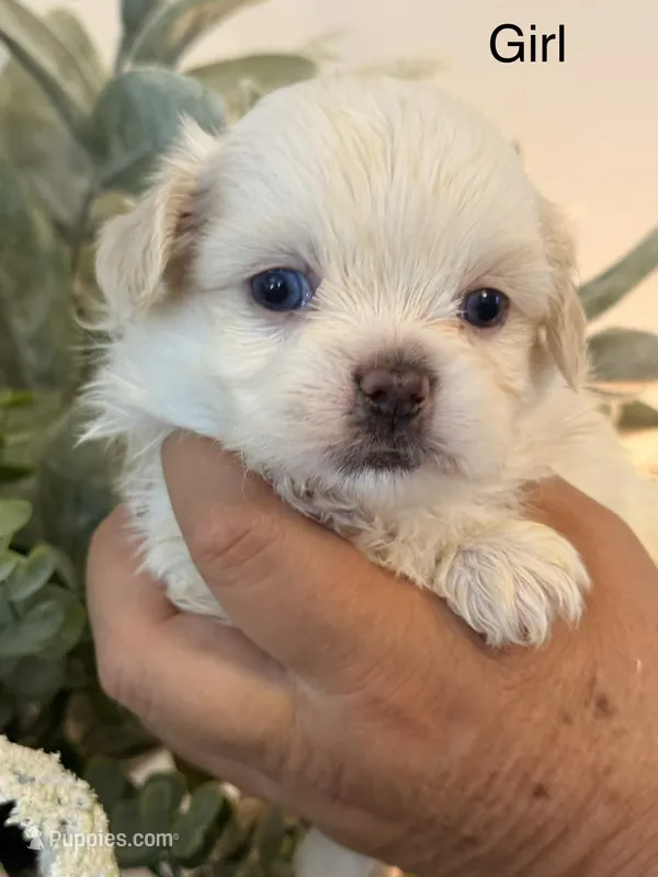 Pepper – Shih Tzu puppy for sale in Hesperia, CA