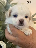 Pepper, a female Shih Tzu for sale in Hesperia, CA – 1 of 3