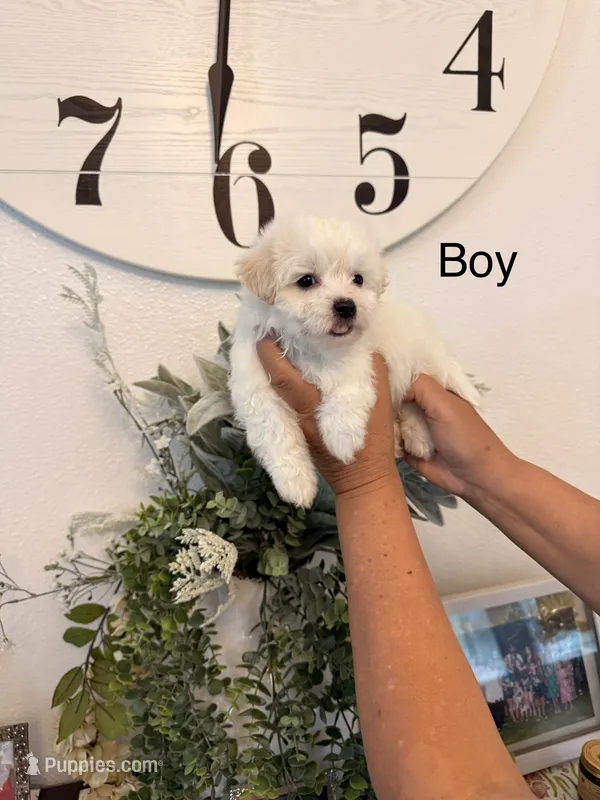 Trevor – Maltese puppy for sale in Hesperia, CA