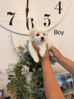 Trevor, a male Maltese for sale in Hesperia, CA – 1 of 2