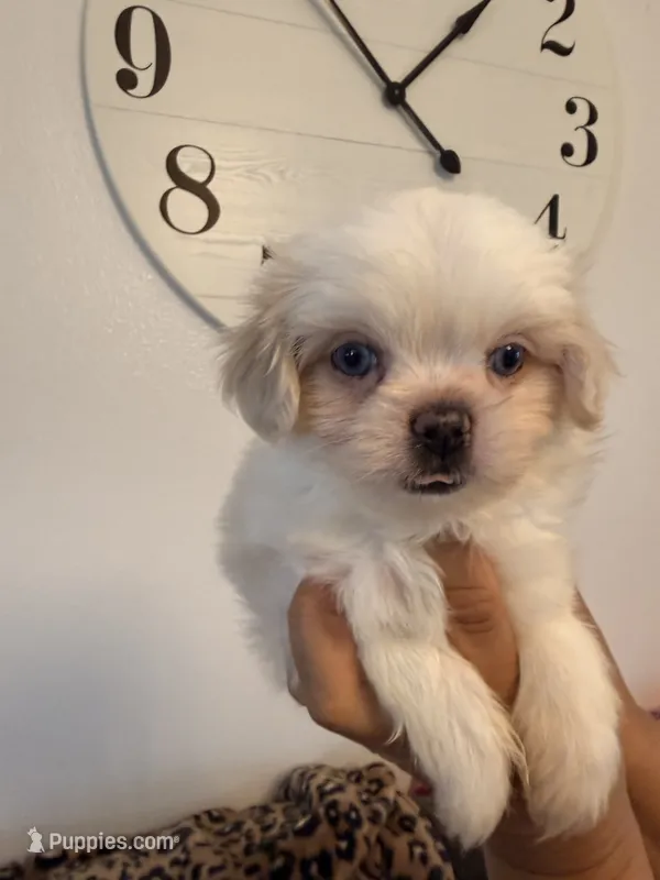 Pepper – Shih Tzu puppy for sale in Hesperia, CA