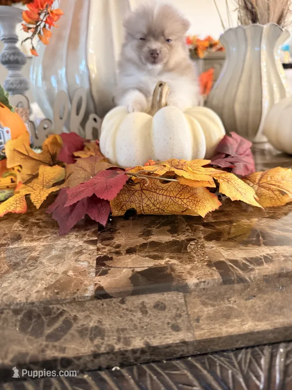 AKC Diamond – Pomeranian puppy for sale in Hesperia, CA