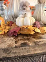 AKC Diamond, a female Pomeranian for sale in Hesperia, CA – 1 of 2