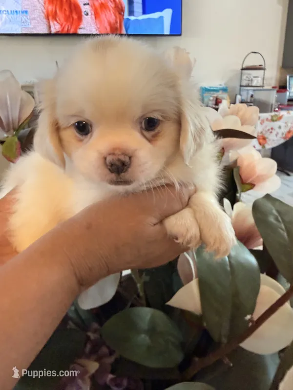 Rocky – Shih Tzu puppy for sale in Hesperia, CA