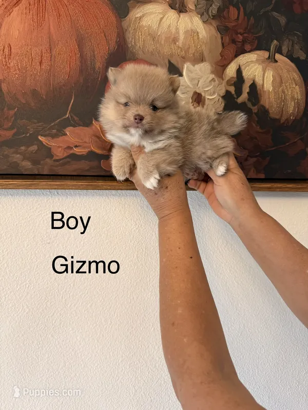 AKC Gizmo – Pomeranian puppy for sale in Hesperia, CA