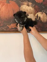 AKC Prince, a male Pomeranian for sale in Hesperia, CA – 2 of 3
