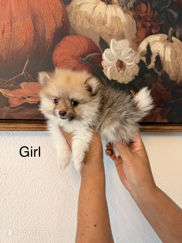 AKC Barbie – Pomeranian puppy for sale in Hesperia, CA