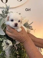 Pepper, a female Shih Tzu for sale in Hesperia, CA – 2 of 3