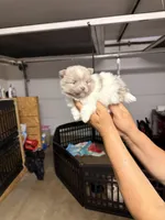 Chloe, a female Pomeranian for sale in Hesperia, CA – Photo 2 of 2