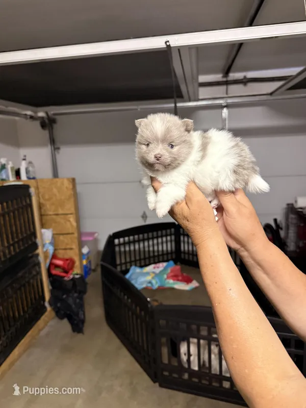 Chloe – Pomeranian puppy for sale in Hesperia, CA