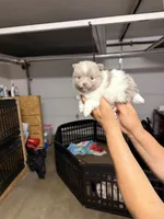 Chloe, a female Pomeranian for sale in Hesperia, CA – Photo 1 of 2