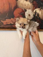 AKC Barbie, a female Pomeranian for sale in Hesperia, CA – 2 of 4