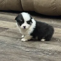 AKC Tucker, a male Pembroke Welsh Corgi for sale in Midland, AR – 3 of 7