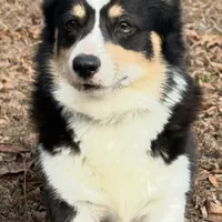 AKC Tucker, a male Pembroke Welsh Corgi for sale in Midland, AR – 6 of 7