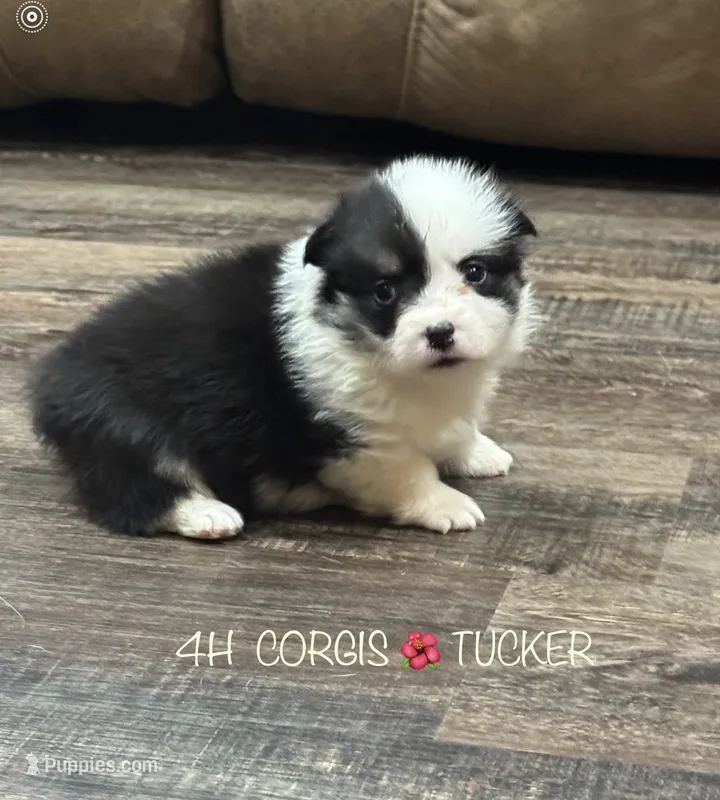 AKC Tucker – Pembroke Welsh Corgi puppy for sale in Midland, AR