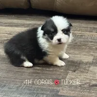 AKC Tucker, a male Pembroke Welsh Corgi for sale in Midland, AR – 1 of 7