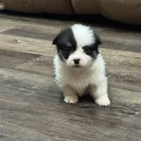 AKC Tucker, a male Pembroke Welsh Corgi for sale in Midland, AR – 4 of 7