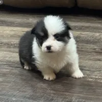 AKC Tucker, a male Pembroke Welsh Corgi for sale in Midland, AR – 2 of 7