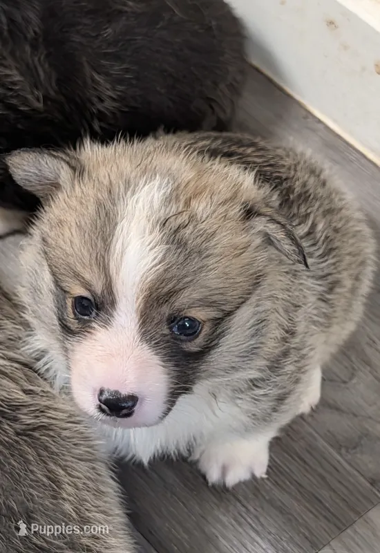 AKC Paris – Pembroke Welsh Corgi puppy for sale in Midland, AR