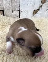 AKC🌺Posey🌺🌸🌺🌸, a female Pembroke Welsh Corgi for sale in Midland, AR – 2 of 3