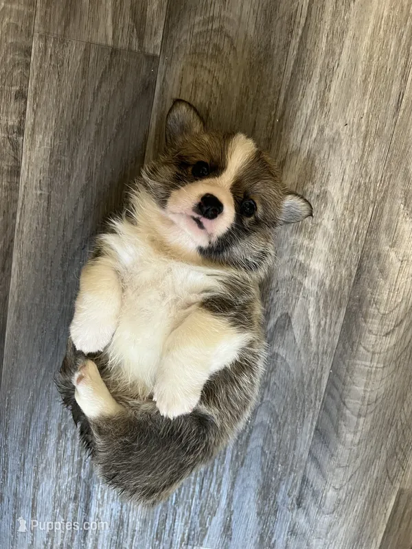 AKC Paris – Pembroke Welsh Corgi puppy for sale in Midland, AR