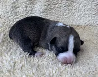 AKC Paris, a female Pembroke Welsh Corgi for sale in Midland, AR – 5 of 7