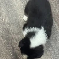 AKC Hunter, a male Pembroke Welsh Corgi for sale in Midland, AR – 5 of 7