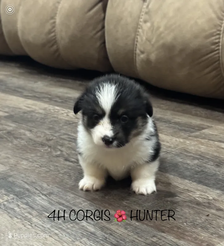 AKC Hunter – Pembroke Welsh Corgi puppy for sale in Midland, AR