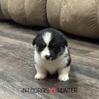 AKC Hunter, a male Pembroke Welsh Corgi for sale in Midland, AR – 1 of 7