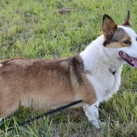 AKC Hunter, a male Pembroke Welsh Corgi for sale in Midland, AR – 7 of 7