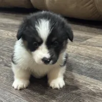 AKC Hunter, a male Pembroke Welsh Corgi for sale in Midland, AR – 3 of 7