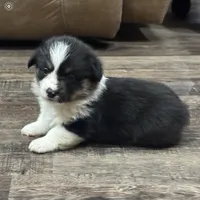 AKC Hunter, a male Pembroke Welsh Corgi for sale in Midland, AR – 4 of 7