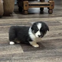 AKC Hunter, a male Pembroke Welsh Corgi for sale in Midland, AR – 2 of 7