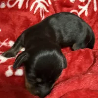 AKC SHELBY RUNT, a female Miniature Dachshund for sale in Midland, AR – 3 of 4